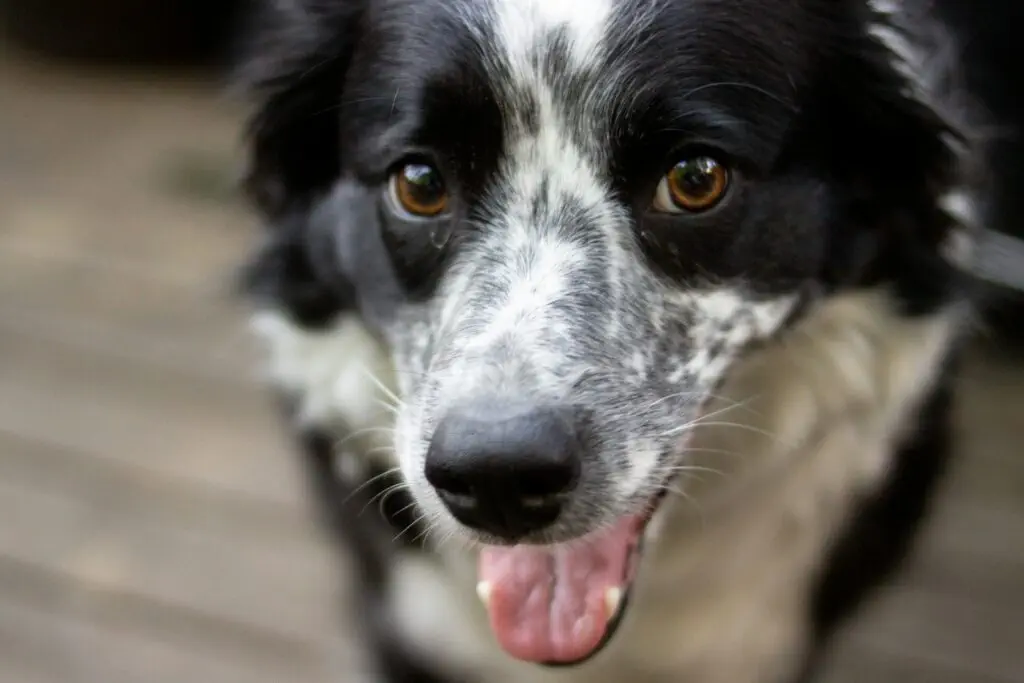 An up close image of a white and black dog