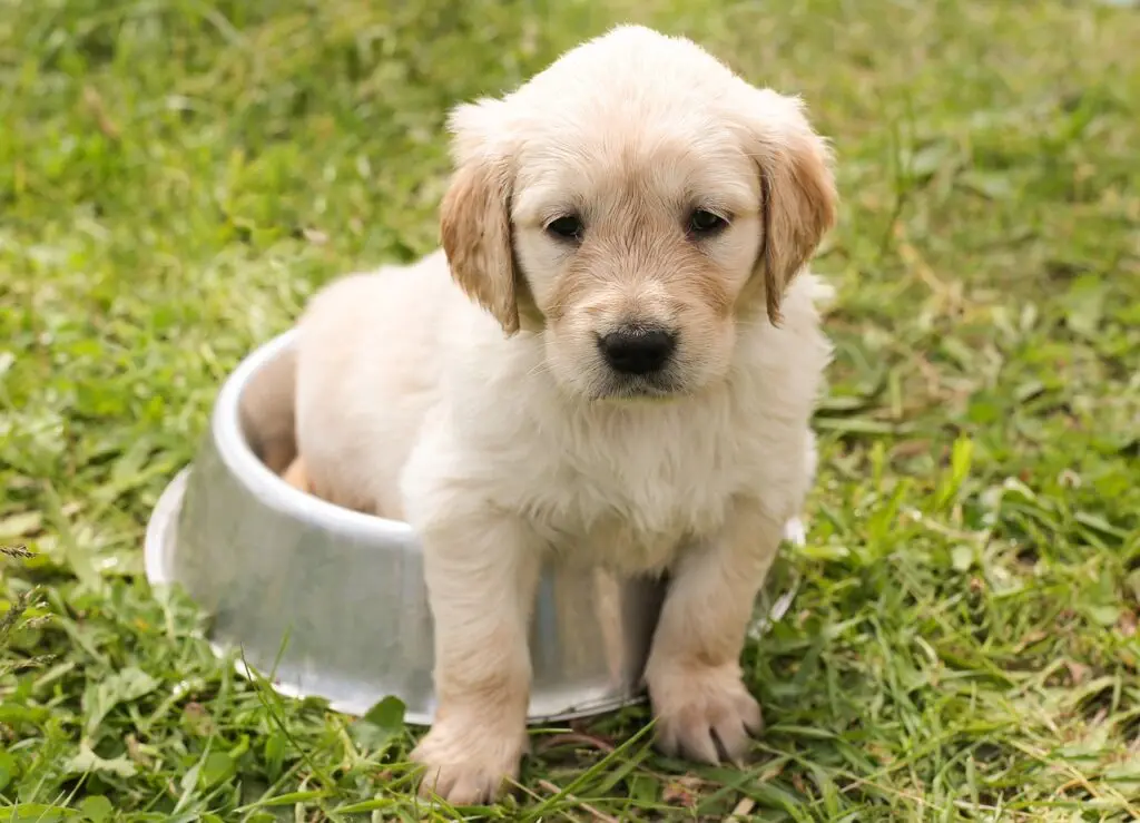 A golden retriever puppy sits in a dog bowl.