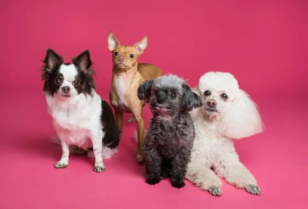 A photo of four different small breed dogs sitting in front of a pink background
