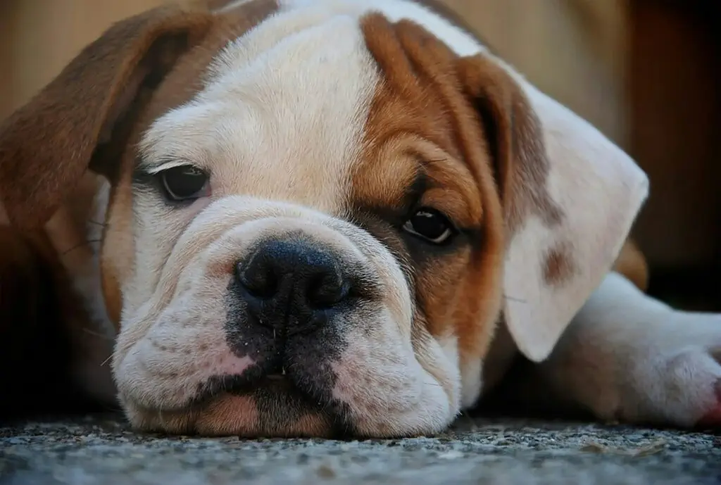 A white and brown bulldog laying on the floor