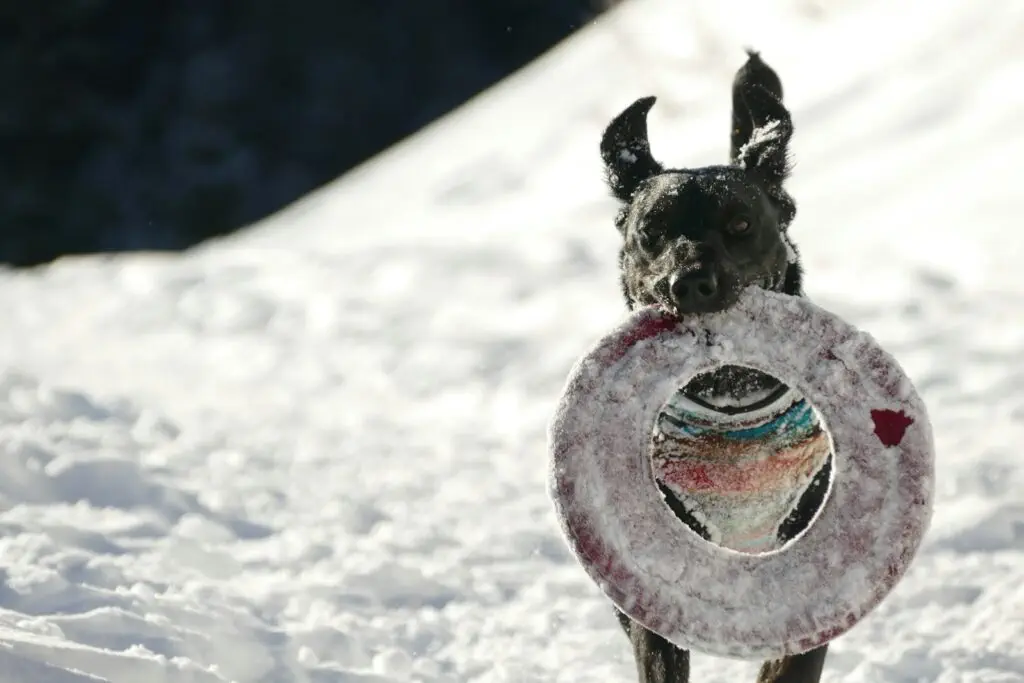 selective focus photography of black dog standing on snow with a tire toy in its mouth