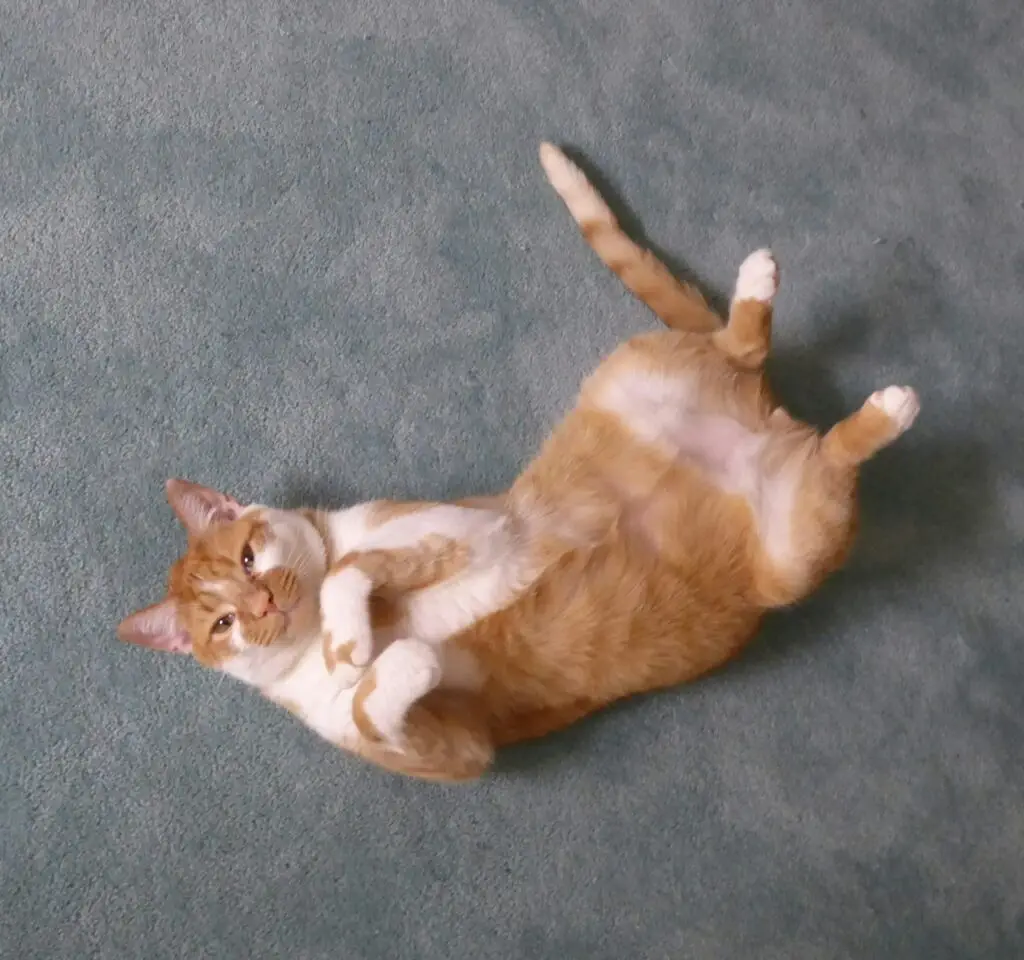 A cat laying on its back on the floor