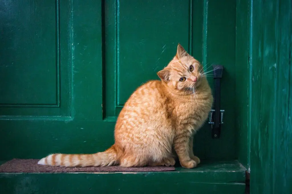 cat, front door, pet