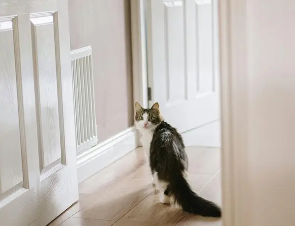 cat on a hallway of a house