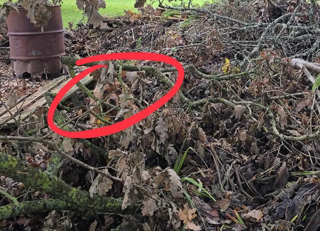 an image of a yard with a dog circled in red