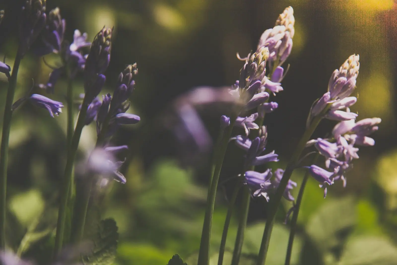 Image credit: Unsplash | Christian Hebell