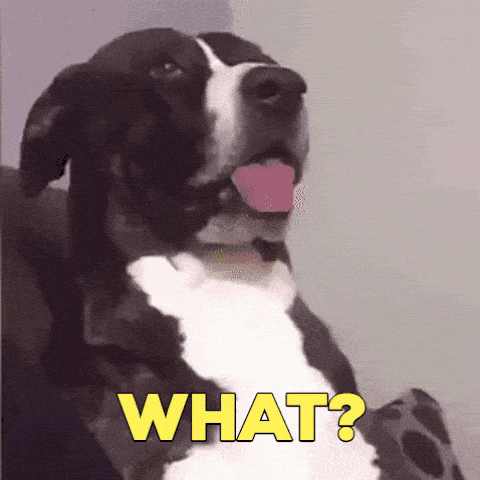 Image credit: Giphy | Nebraska Humane Society