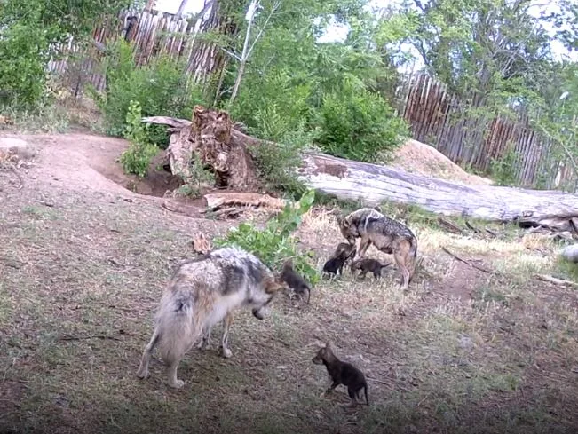 Image credit: YouTube | Albuquerque BioPark