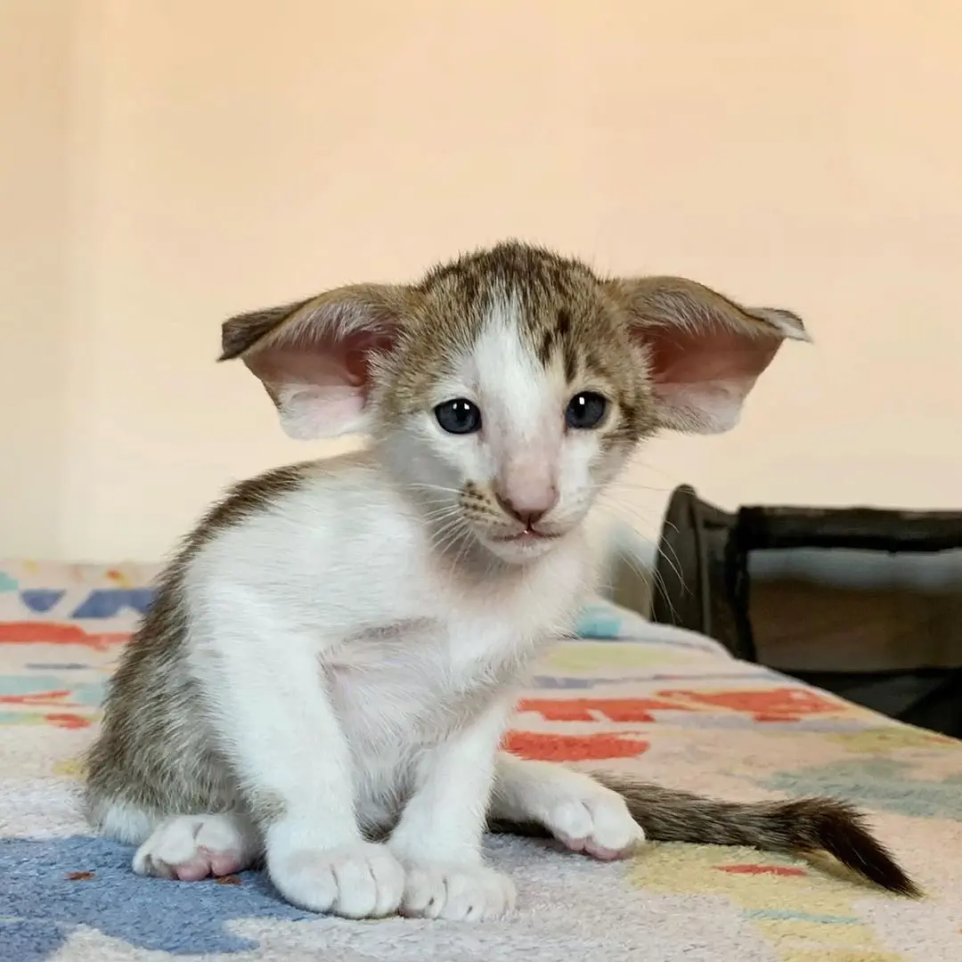 Image credit: Instagram | @yeswecatcattery