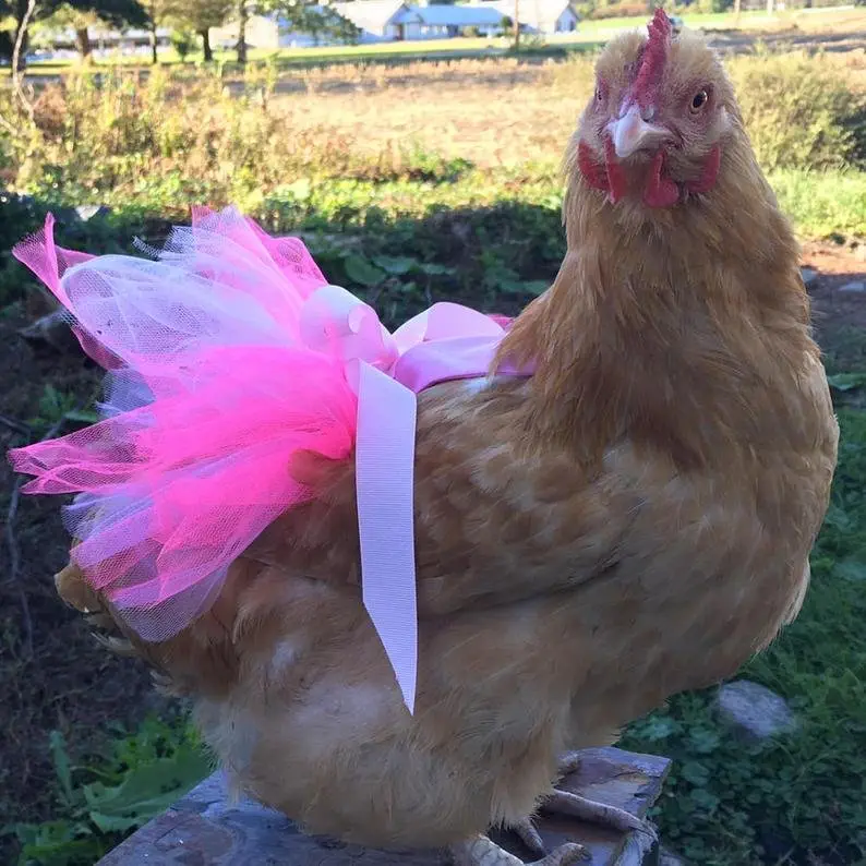 Image credit: Etsy | PamperYourPoultry