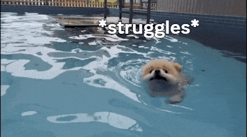 Image credit: Giphy | WoofWaggers