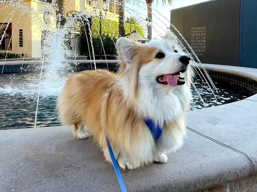 Image credit: instagram | @wrigleyfluffycorgi
