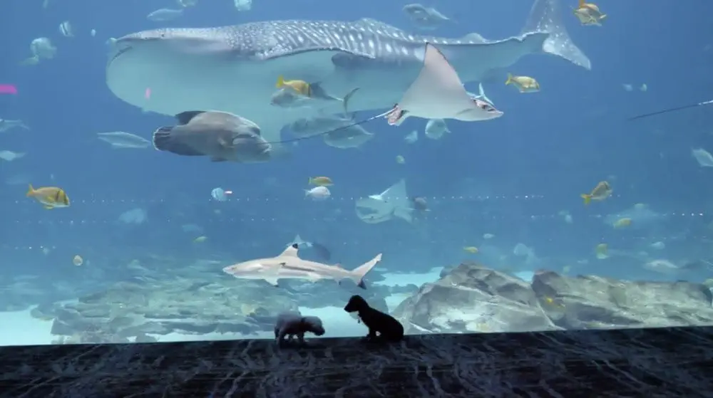Image credit: Instagram | @georgiaaquarium