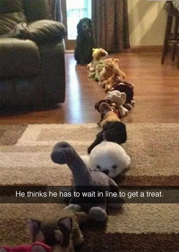 Dog with plushies (Image credit: Imgur | Vezhven)