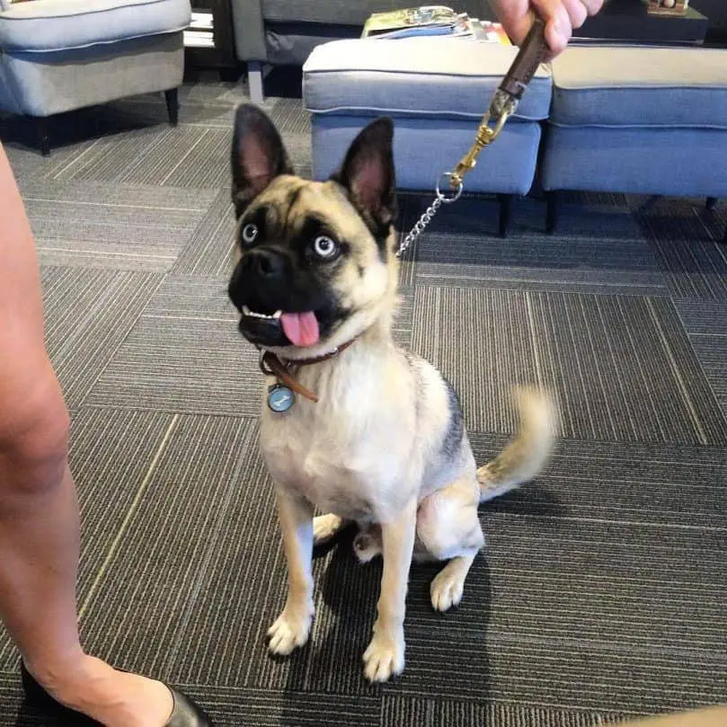 Image credit: Reddit | Bostonterrierpug