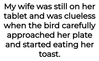 Image credit: bird_and_toast | bird_and_toast