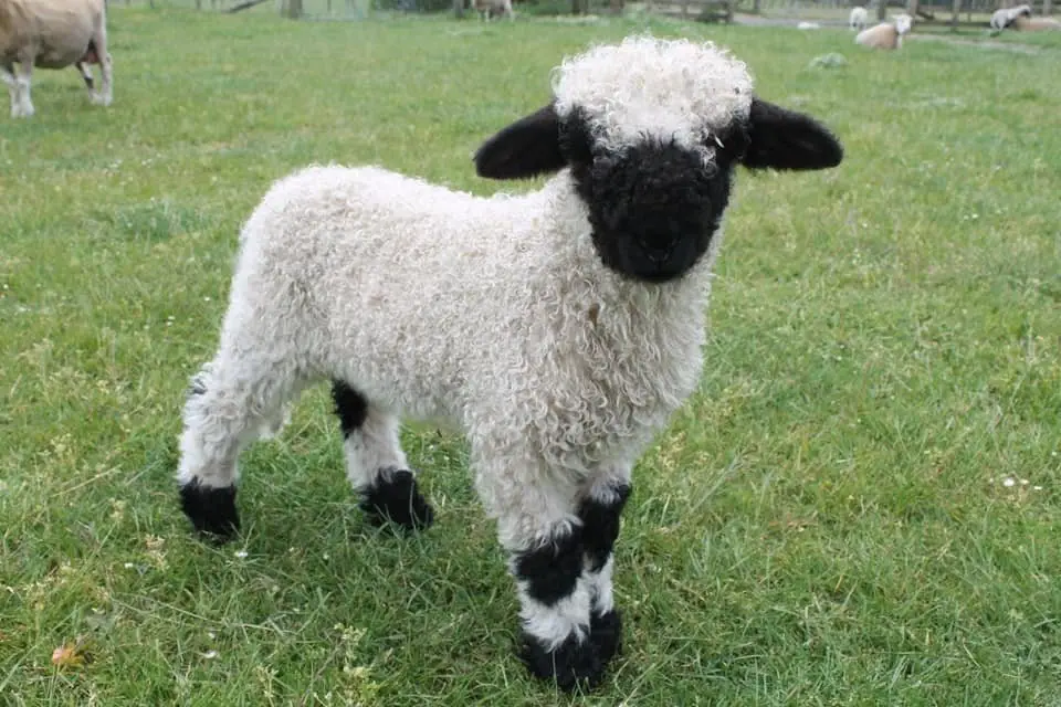Image credit: Facebook | Valais Blacknose New Zealand