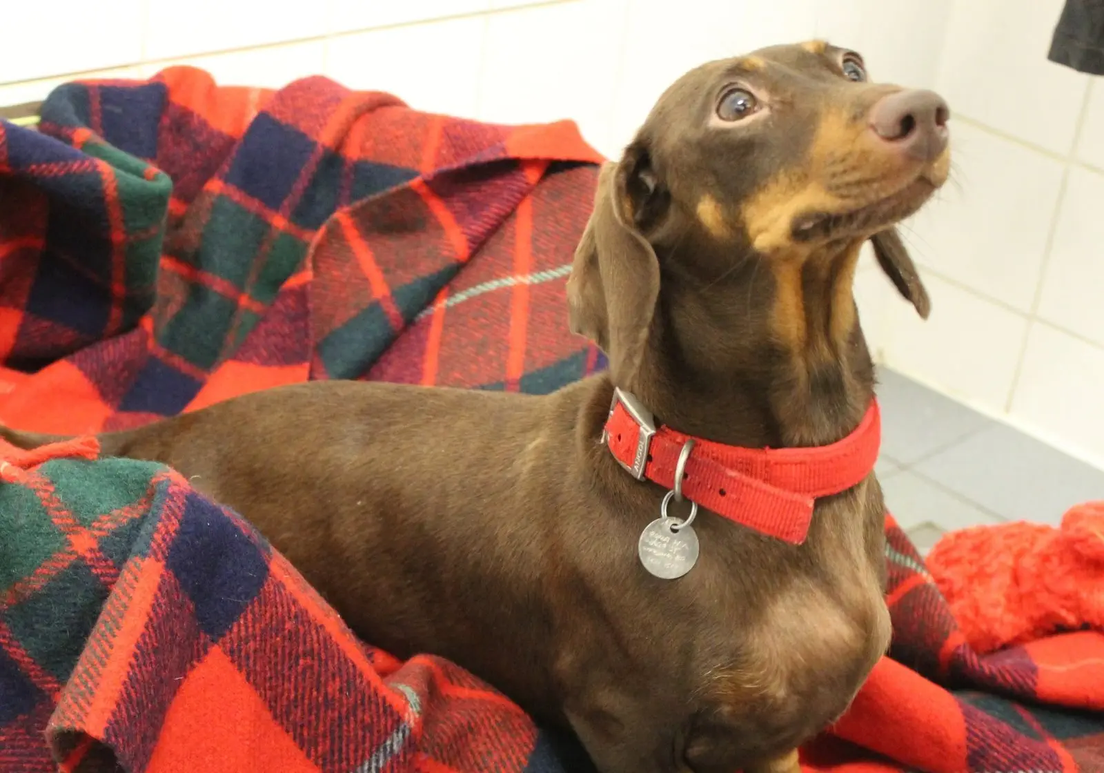 Image credit: Facebook | RSPCA Halifax, Huddersfield, Bradford & District Branch