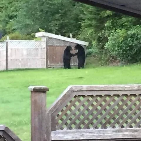 Image credit: Reddit | Tikaani89