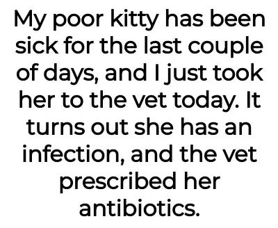 Image credit: catantibioticsaita | catantibioticsaita