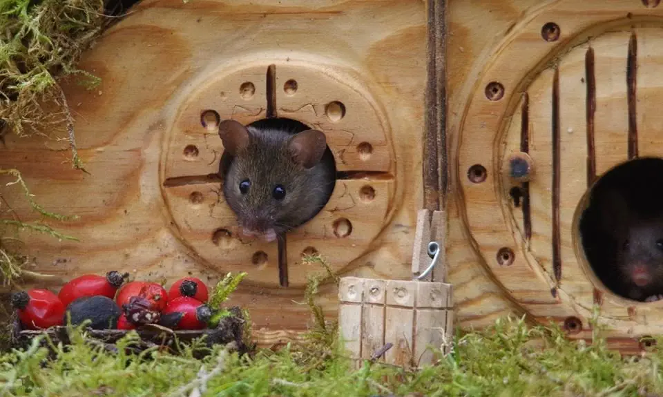 Image credit: Facebook | George the Mouse in a log pile house