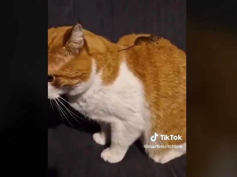 Image credit: TikTok | @martincritchlow