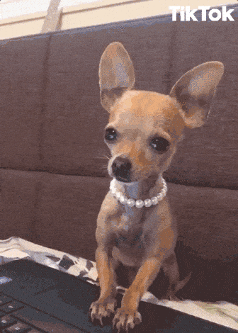 Image credit: Giphy | TikTok
