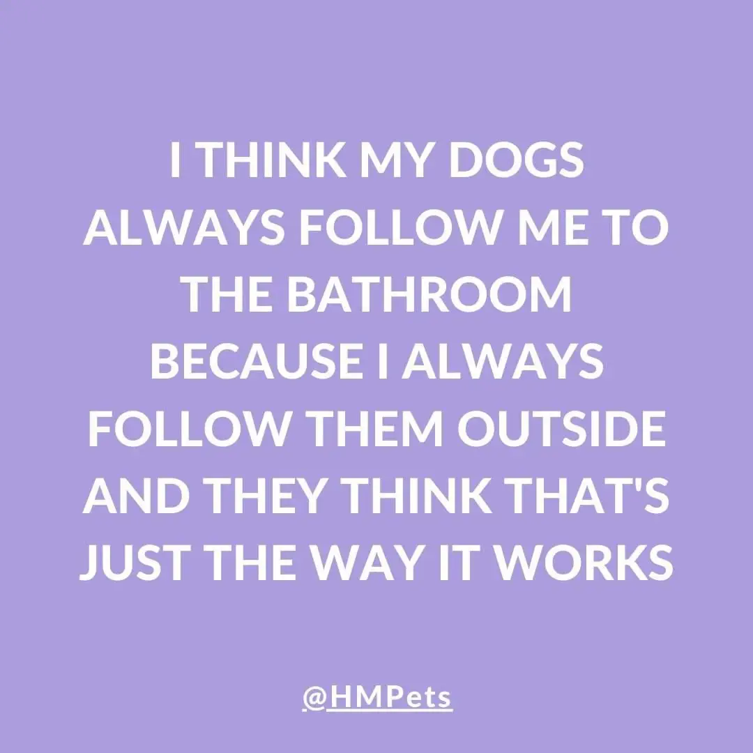Image credit: Instagram | @hmpets