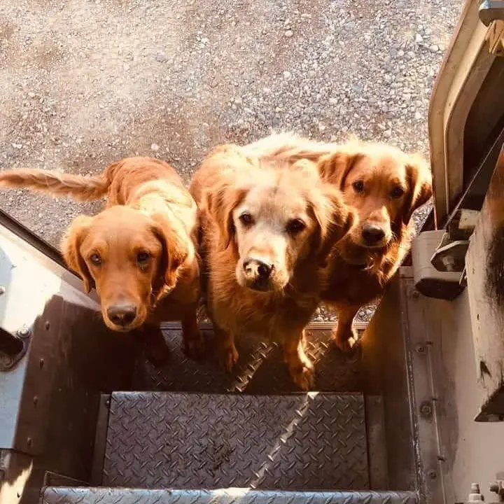 Image credit: Instagram | @upsdogs