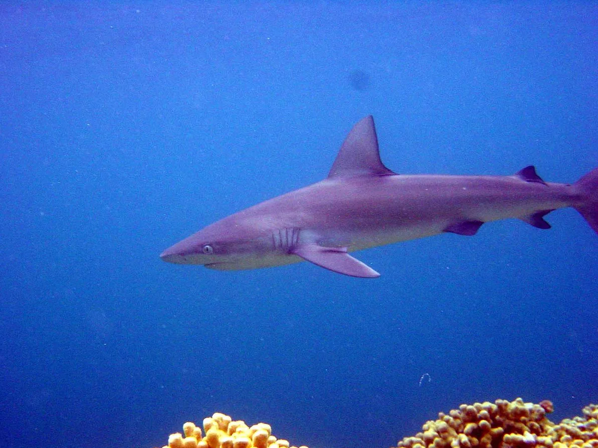 Image credit: Wikimedia Commons | NOAA
