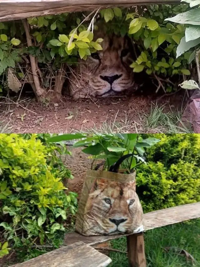 Image credit: reddit | cknyakina