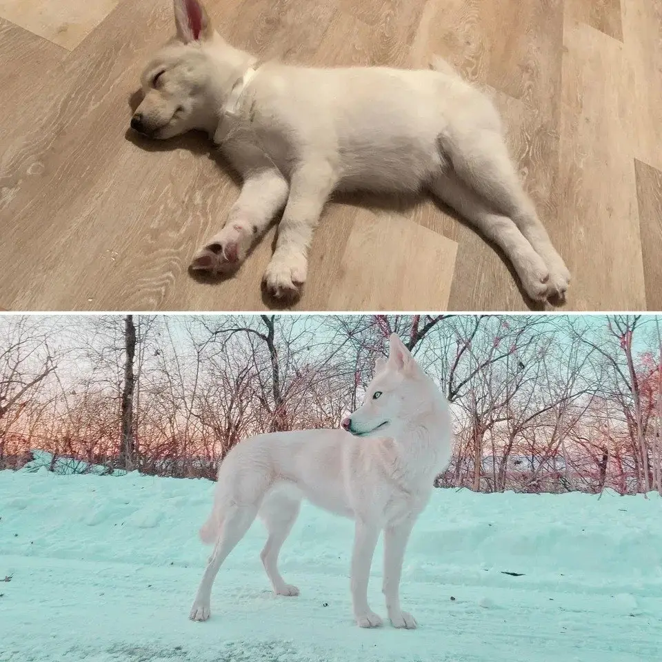 Image credit: reddit | PolarBla