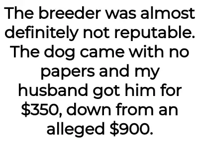 Image credit: puppyproblem129261 | puppyproblem129261
