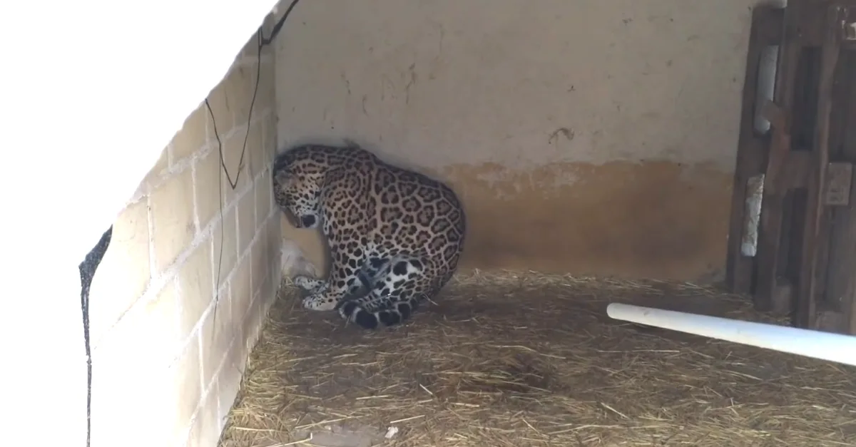 Image credit: YouTube | Veterinario Online