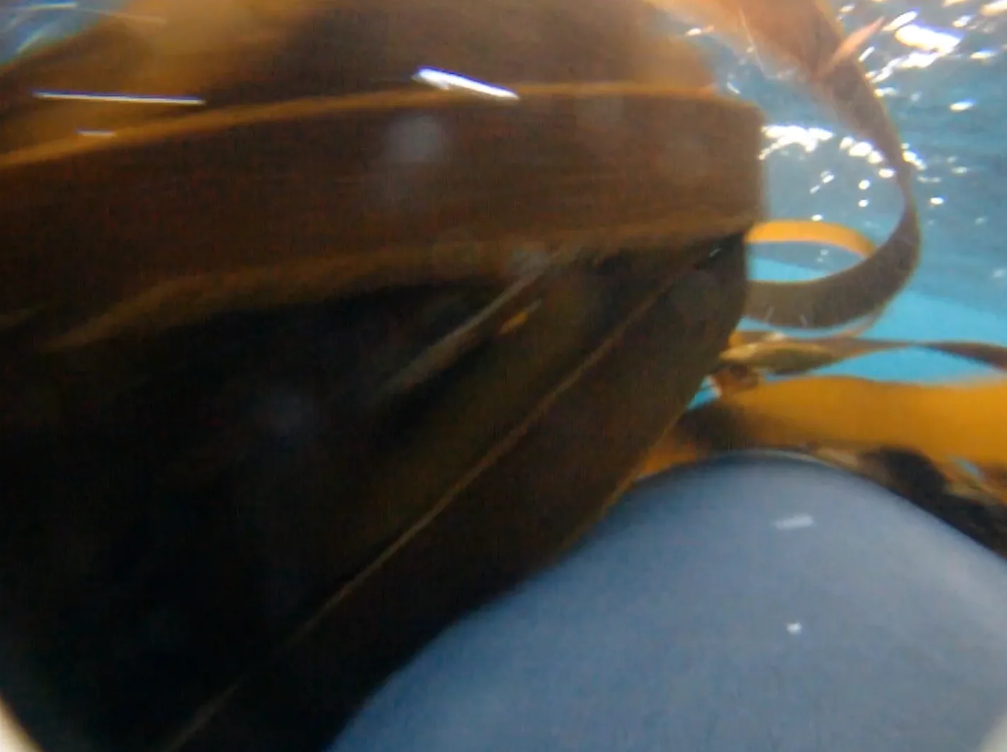 Image credit: Vimeo | Murdoch University