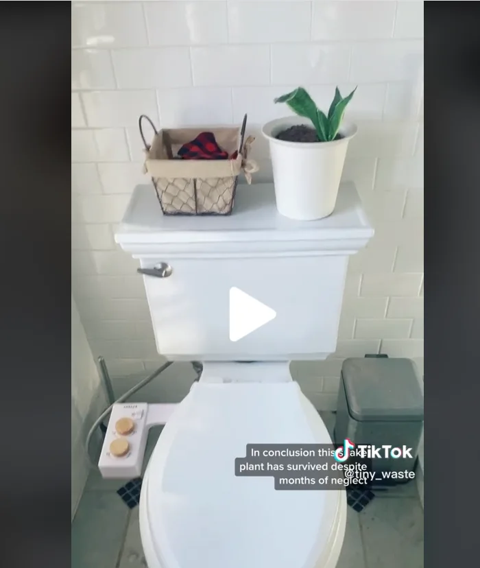 Image credit: TikTok | TikTok