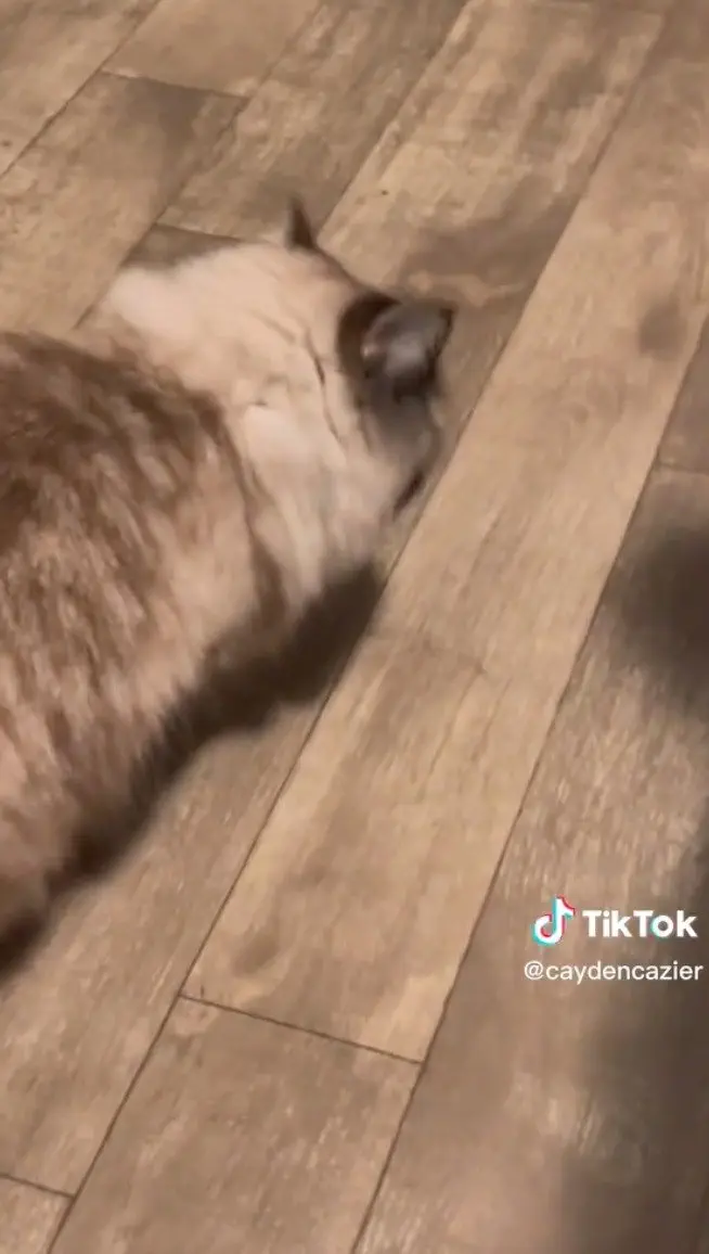 Image credit: TikTok | @caydencazier