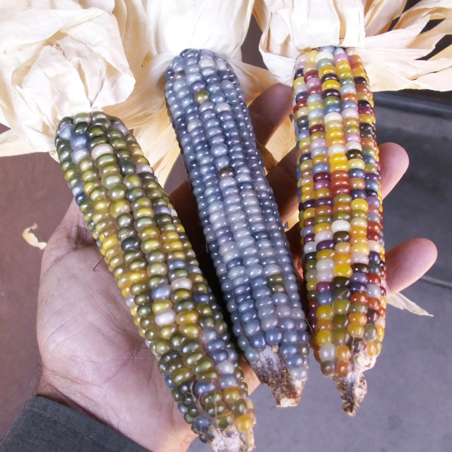 Image credit: Native Seeds