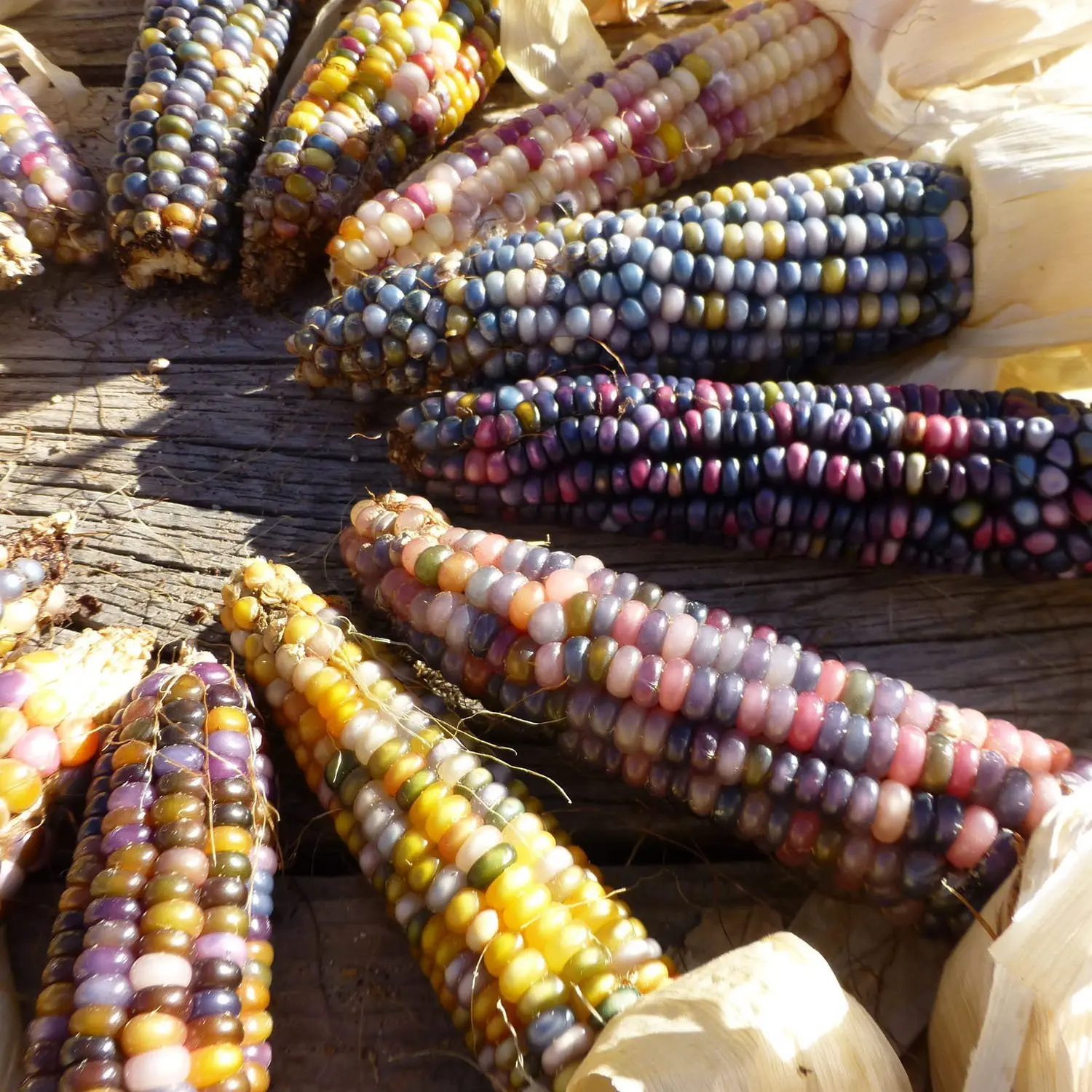 Image credit: Native Seeds
