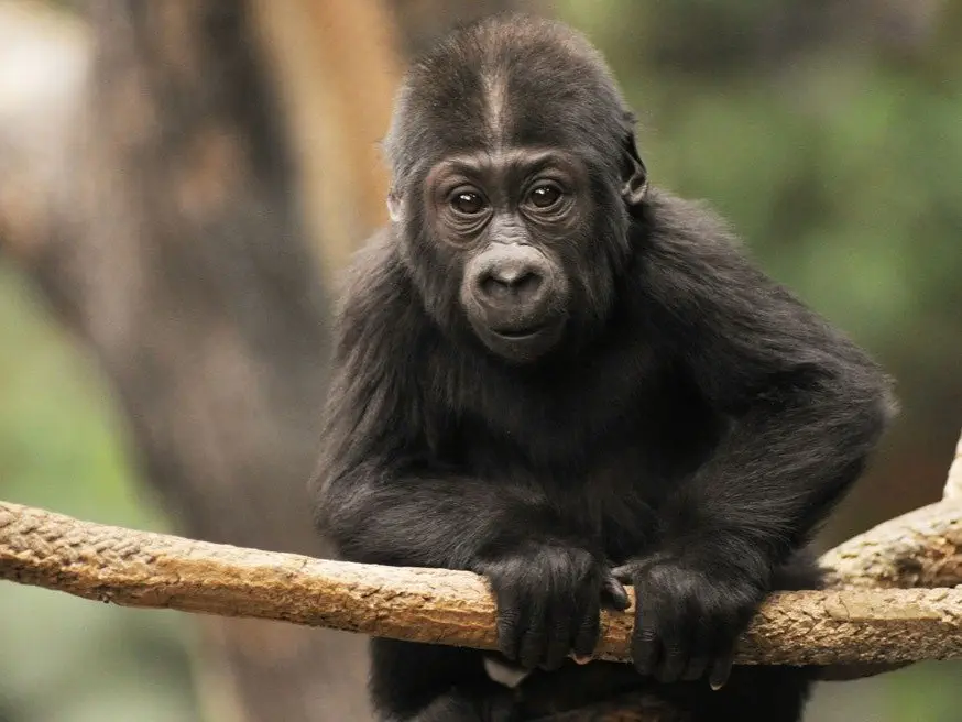 Image credit: Brookfield Zoo | Brookfield Zoo