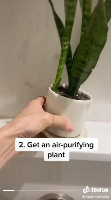 Image credit: TikTok | TikTok l Neat.caroline