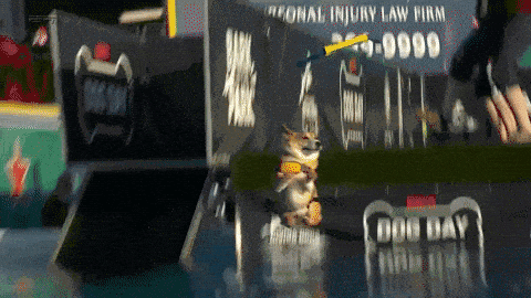 Image credit: Giphy | American Kennel Club