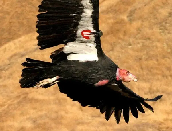 Image credit: USFWS Pacific Southwest Region