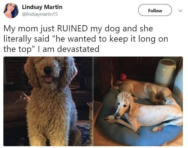 Image credit: Twitter | @lindsaymartin15