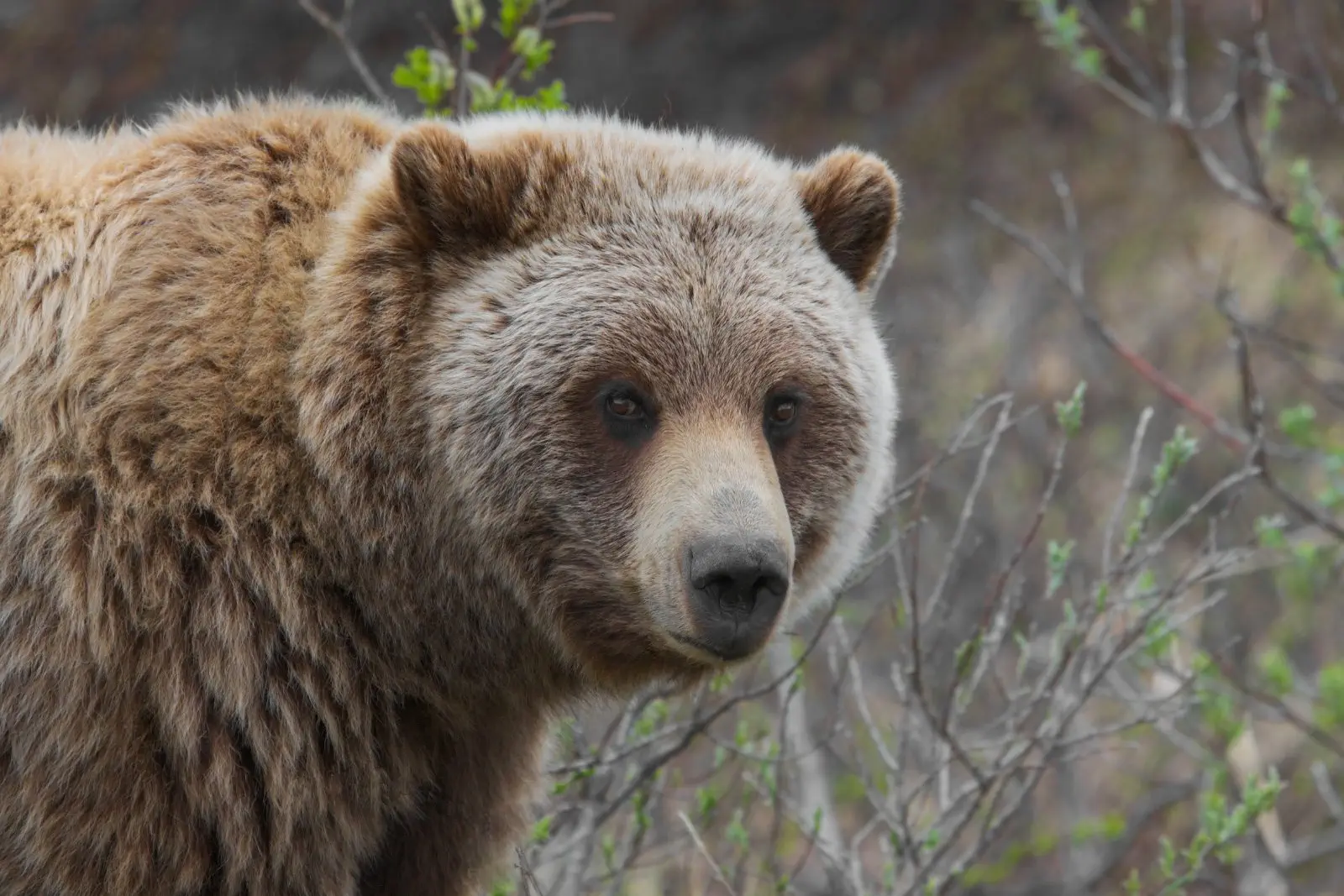 Image credit: https://commons.wikimedia.org/wiki/File:Grizzly_Bear_(Ursus_arctos_ssp.).jpg