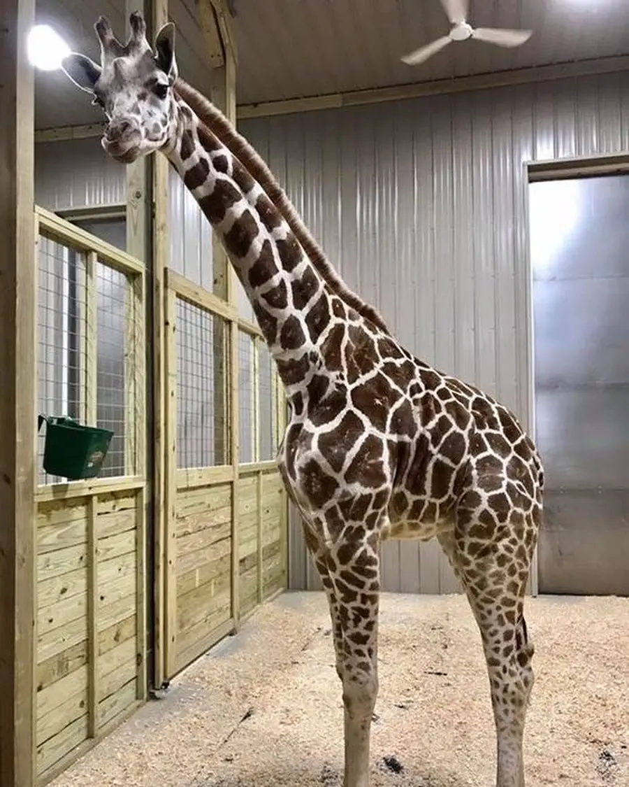 Image credit: Instagram | @animaladventurepark
