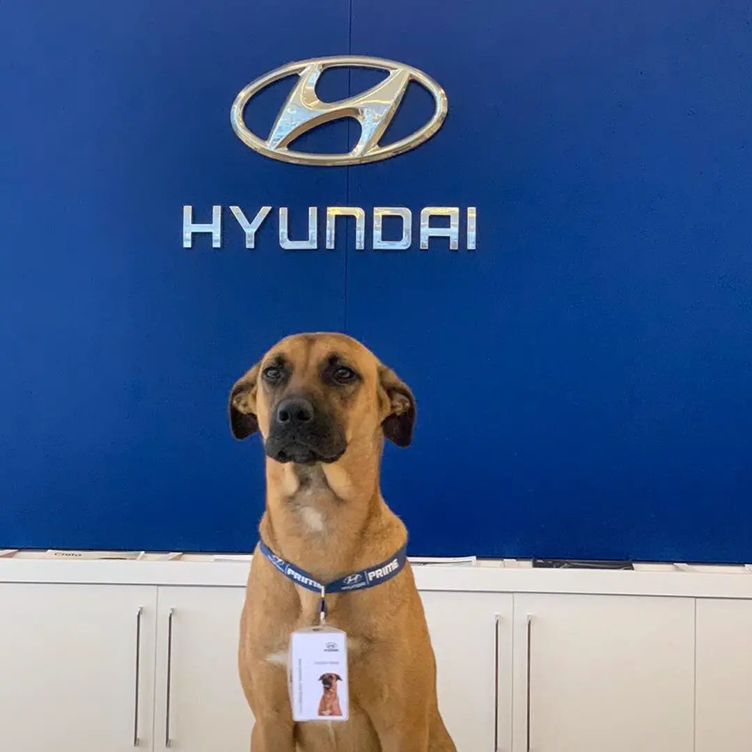 Image credit: Instagram | @hyundaibr