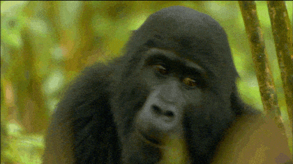 Image credit: Giphy | Nature on PBS