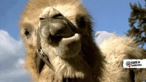 Image credit: Giphy | SWR Kindernetz
