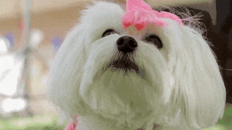 Image credit: Giphy | DNCE